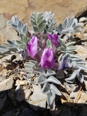 Astragalus newberryi