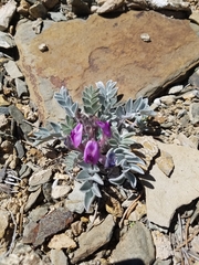 Astragalus newberryi