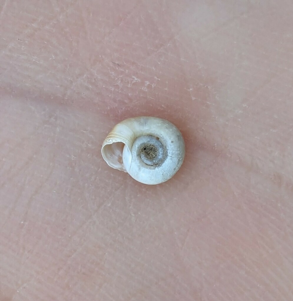 Gyro Snails from Clifton, TX 76634, USA on January 4, 2024 at 0501 PM