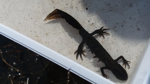 Triturus cristatus