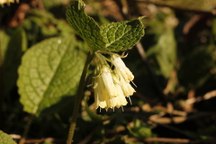 Symphytum grandiflorum