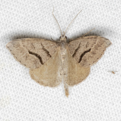 Dichromodes mesogonia