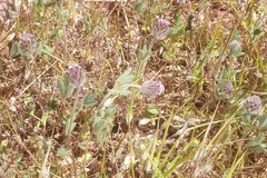 Trifolium albopurpureum