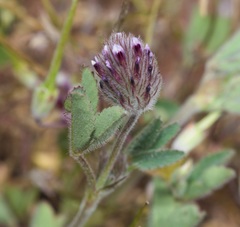 Trifolium albopurpureum