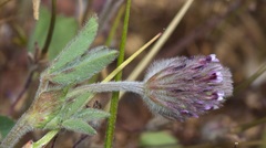Trifolium albopurpureum