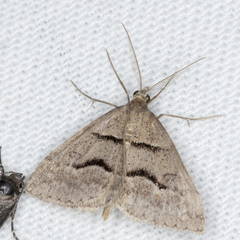 Dichromodes mesogonia