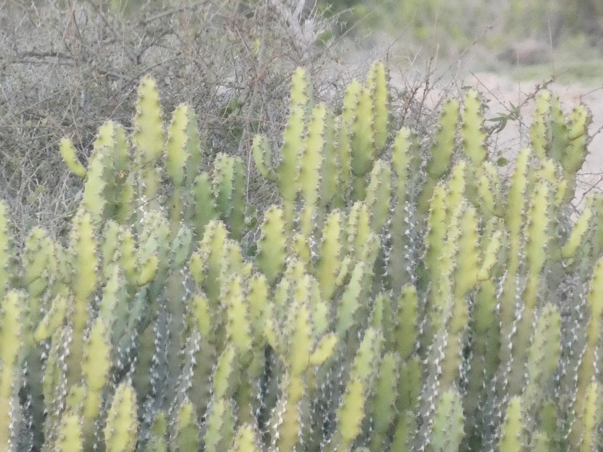 Euphorbia cactus Ehrenb. ex Boiss. 3