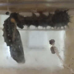 Lepidoptera