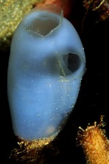 Bluish Club-Shaped Ascidian photo 2