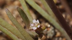 Claytonia parviflora viridis
