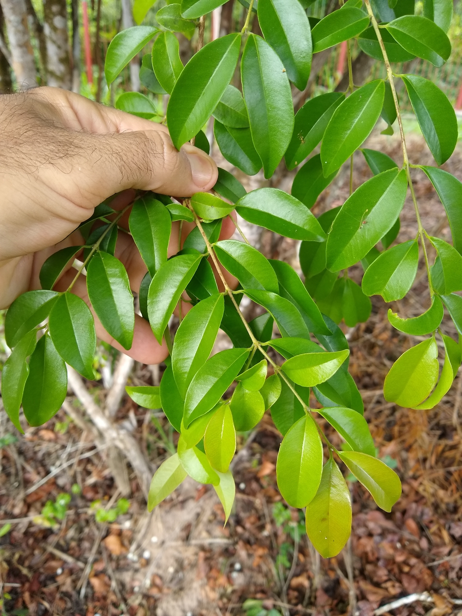 Imagem de Cambui