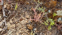 Claytonia parviflora viridis