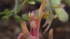 Claytonia parviflora viridis