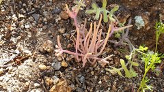 Claytonia parviflora viridis