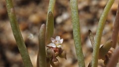 Claytonia parviflora viridis