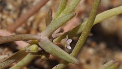 Claytonia parviflora viridis