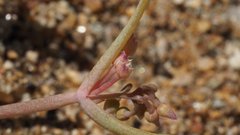 Claytonia parviflora viridis