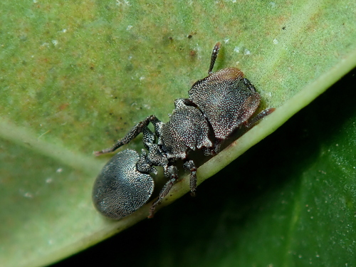 Cephalotes depressusCephalotes depressus