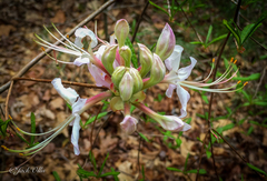 Rhododendron canescens