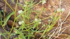 Cryptantha decipiens