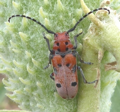 Tetraopes annulatus