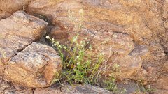 Cryptantha decipiens