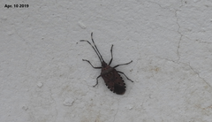 Urochela quadrinotata