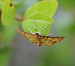 Polygrammodes flavidalis