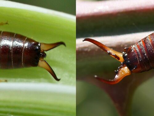 European Earwig, photo 9 of 9