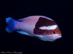 Harlequin Goldie photo 1