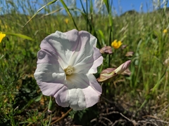 Calystegia macrostegia macrostegia