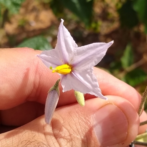 Foto de Jurubeba