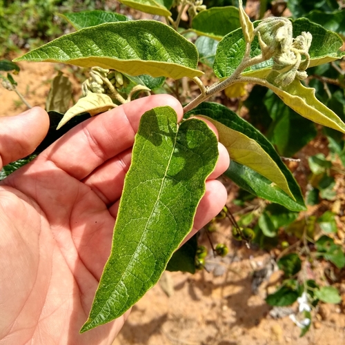 Foto de Jurubeba