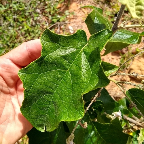 Foto de Jurubeba