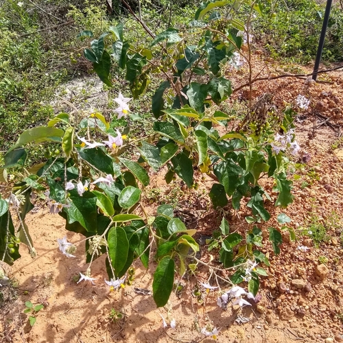 Foto de Jurubeba