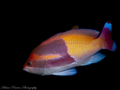 Harlequin Goldie photo 2
