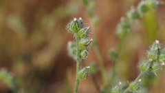 Cryptantha muricata jonesii