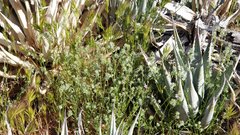 Cryptantha muricata jonesii