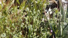 Cryptantha muricata jonesii