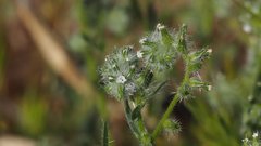 Cryptantha muricata jonesii