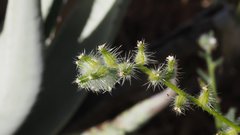 Cryptantha muricata jonesii
