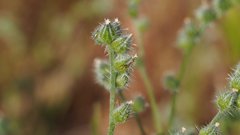 Cryptantha muricata jonesii