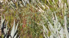 Cryptantha muricata jonesii