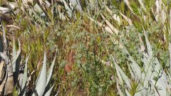 Cryptantha muricata jonesii