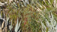 Cryptantha muricata jonesii