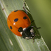 Seven-Spot Ladybird - Photo (c) Marco Polo amarillas vargas, some rights reserved (CC BY-NC), uploaded by Marco Polo amarillas vargas