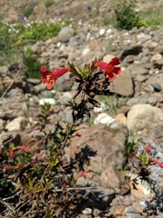 Diplacus parviflorus