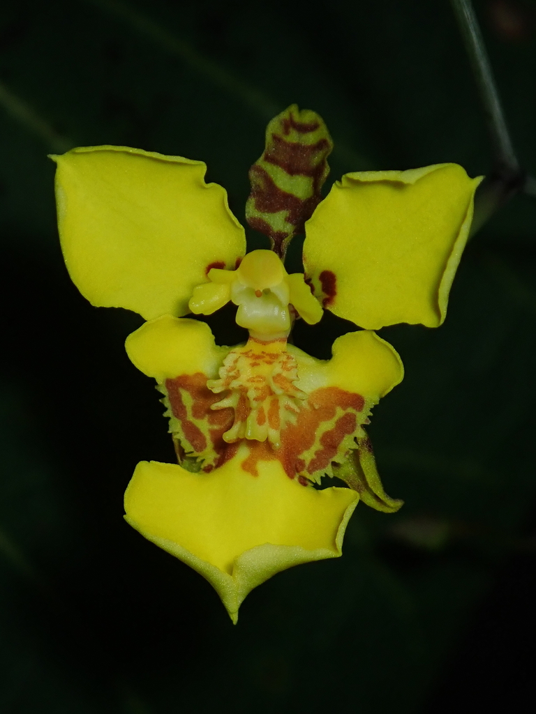 Gomesa macropetala