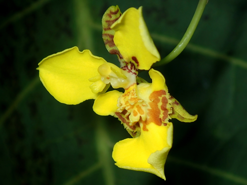 Gomesa macropetala