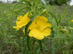 Oenothera berlandieri pinifolia